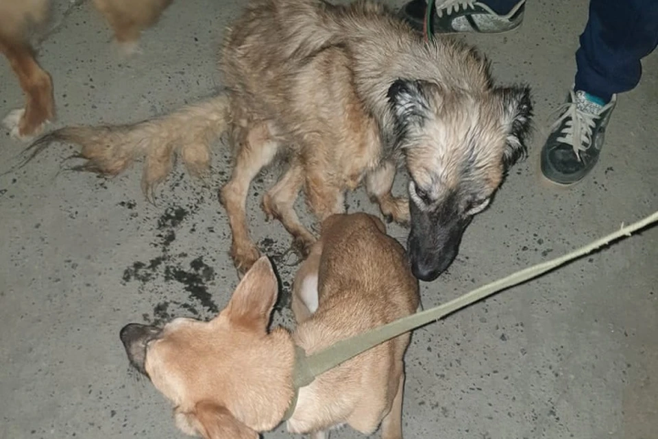 Бедных собак отправили на передержку. Фото: служба спасения животных "Зоодозор"