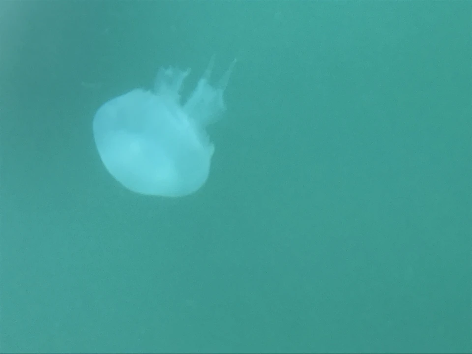 Корнероты - крупные медузы с синевато-розоватым куполом и плотными щупальцами