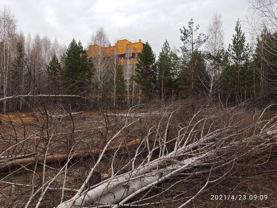 Лесорубы вырубили березы в роще. Фото: Александр Русяев