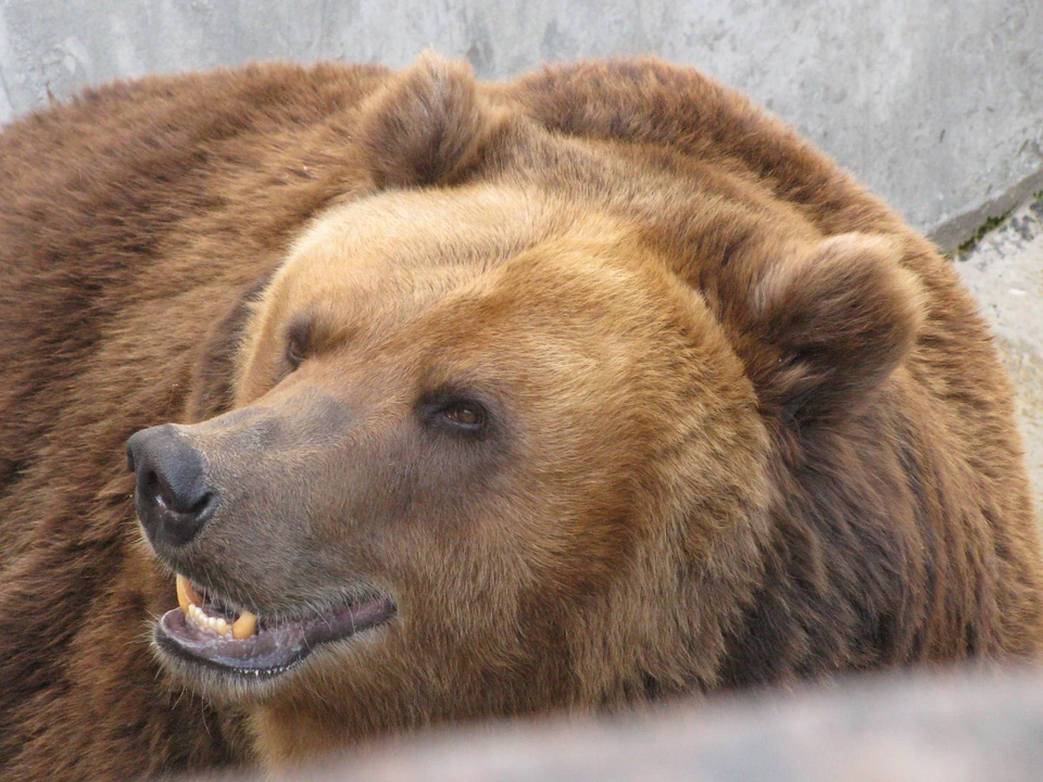 В Кузбассе медведь пытался задрать собаку и напугал женщину с детьми.