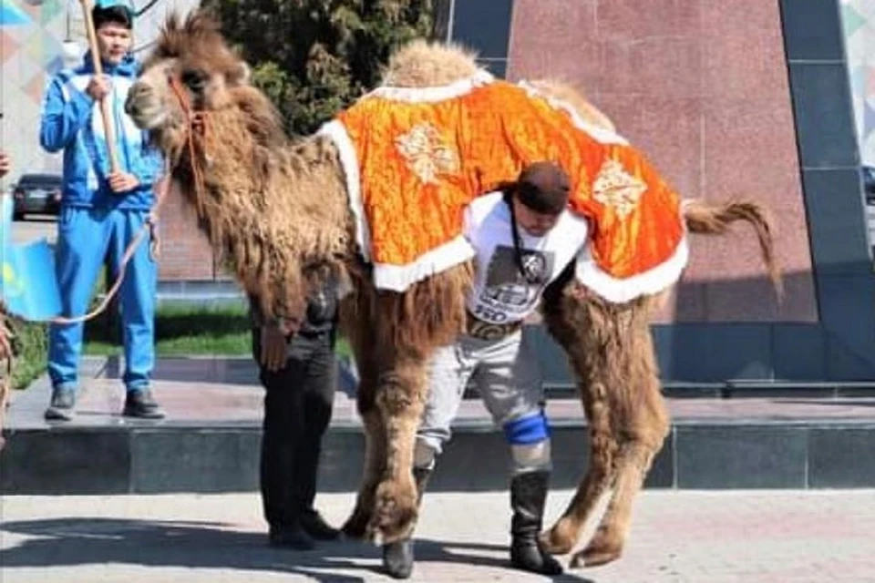 Известный силач, мастер спорта международного класса по армрестлингу Тимур Спатаев поднял трехгодовалого верблюда.
