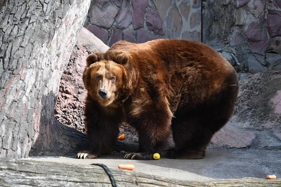 «На рыбалку пошли»: семейство медведей перебежало трассу и скрылось в лесу в Николаевском районе