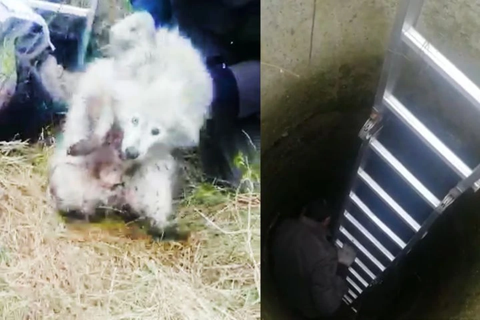 Неравнодушные полицейские спасли двух редких хищников.