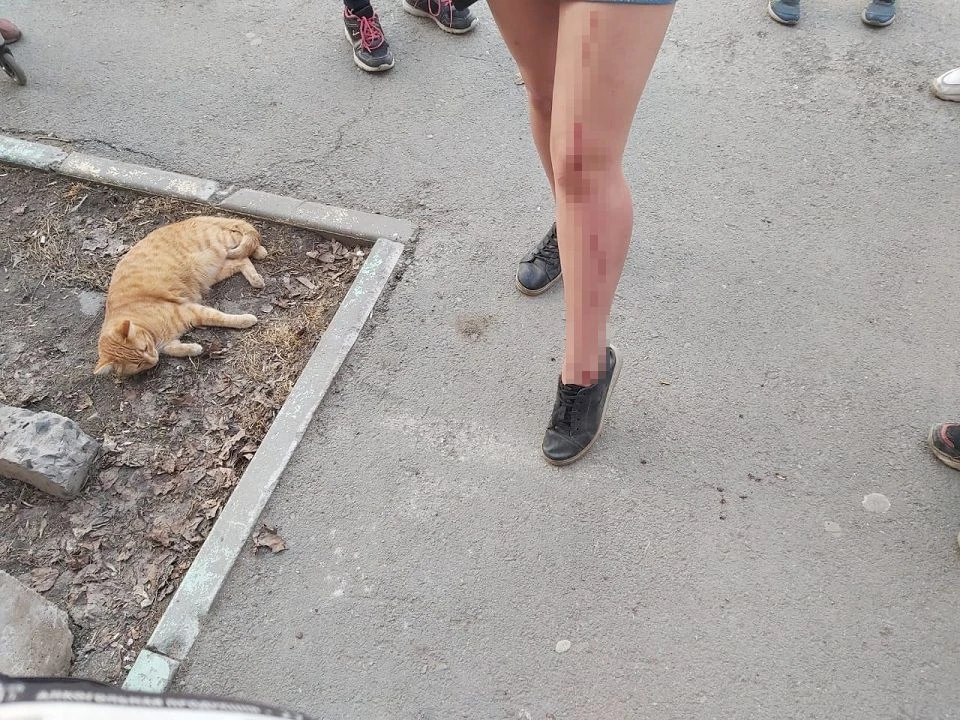 В Новосибирске с балкона многоэтажки выбросили кошку. Фото: предоставлено Оксаной Масловой.