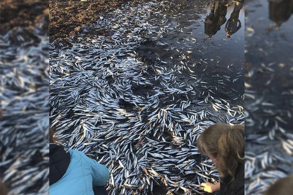 Жители города собирают рыбу прямо на берегу. Фото: Татьяна Лазаренко.