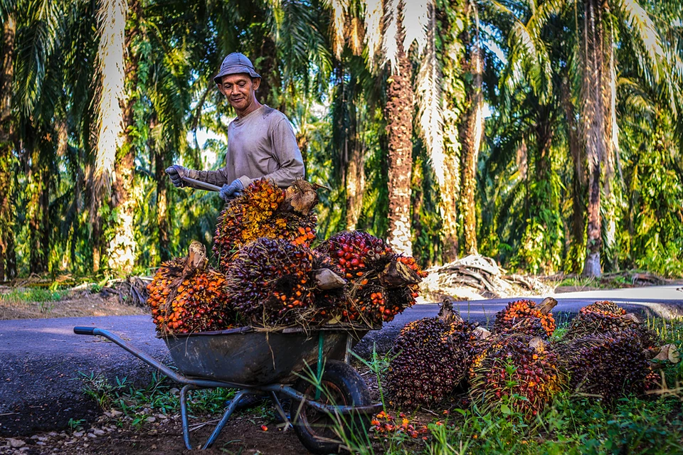 Сейчас главные причины роста импорта пальмового масла — большое число бедного населения и резкое подорожание подсолнечного масла