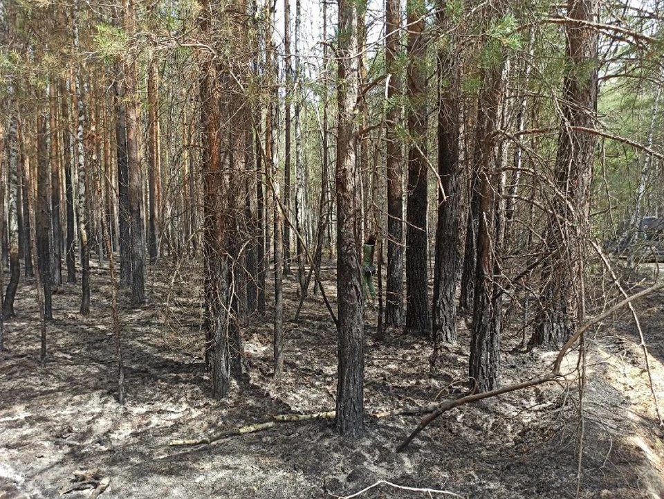 Пожар поразил 30 тысяч гектаров земли