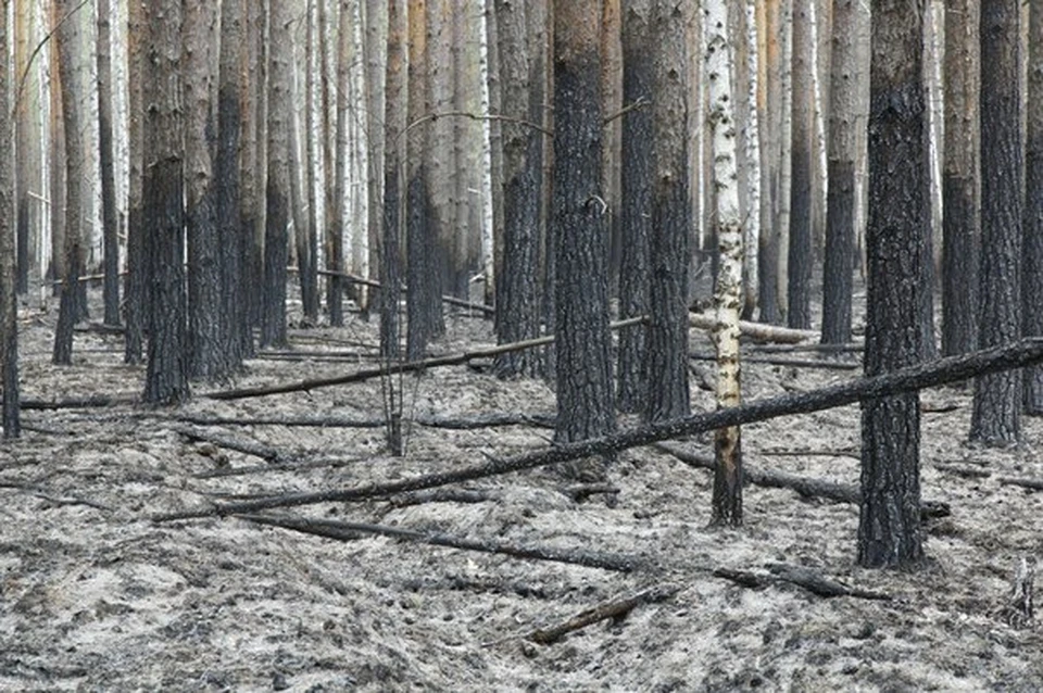 В Тюменской области площадь лесных пожаров за сутки увеличилась на 500 гектаров.