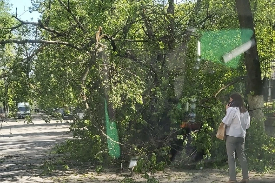 В Брянске у парка Толстого на припаркованный автомобиль упало дерево. Фото: "ЧП и ДТП Брянск", vk.com.