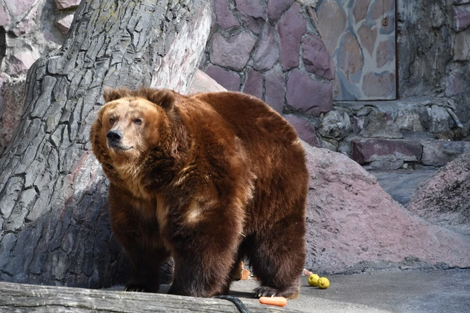 Раненного медведя убившего человека ищут в Хабаровском крае