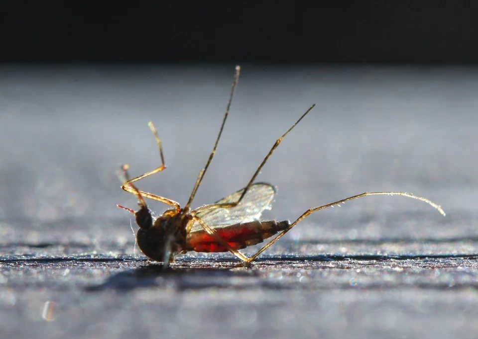 Биолог объяснил, как комары выбирают свою жертву