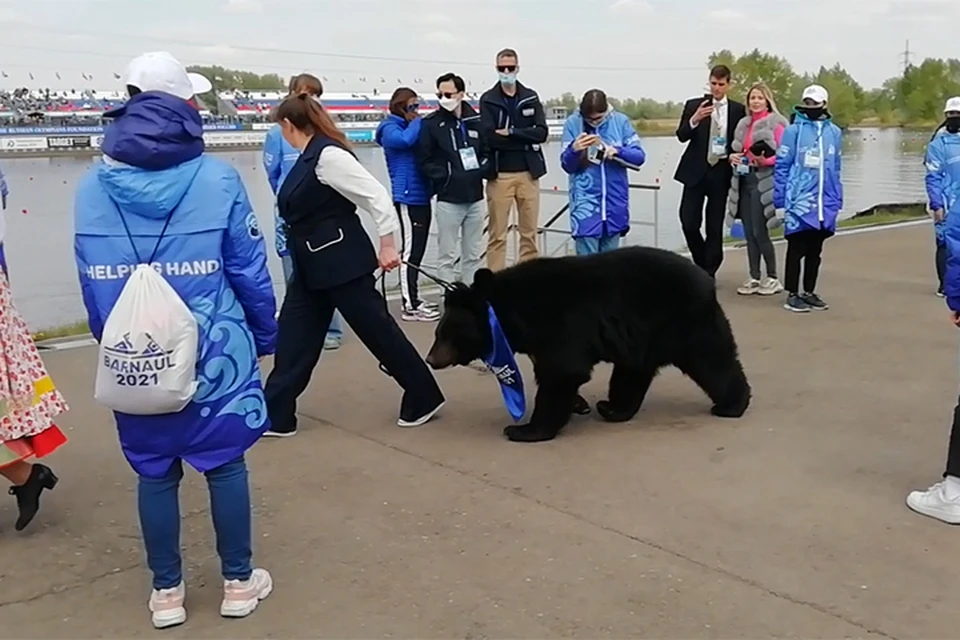 Медведь на гребном канале