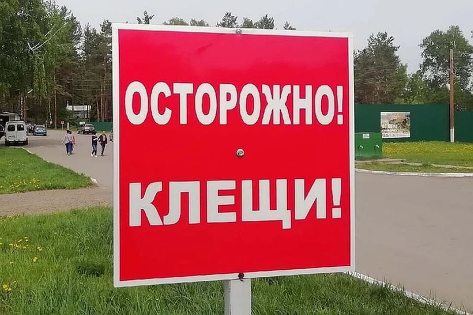 В Барнауле от кровососущих пострадали 1117 человек.