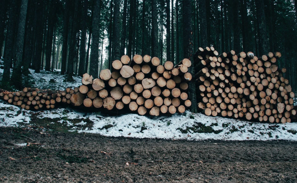 ZHitkovichskij leskhoz Glhu, forestry, Zhytkavichy, Kastryčnickaja vulica, 62 -