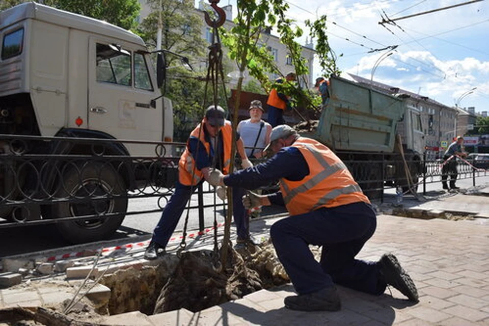 Липы украсят главную улицу областного центра