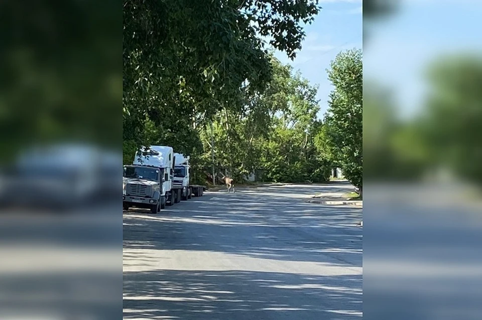 Фото: Елизавета Углова