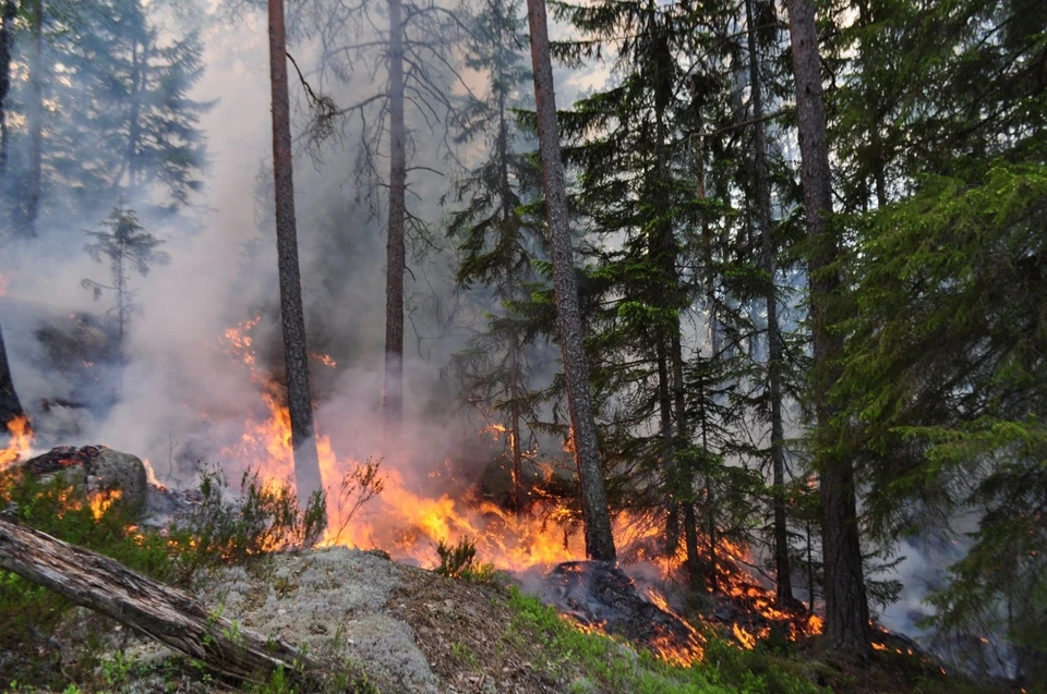 В тюменских лесах высокая пожарная опасность сохранится до 8 июня.