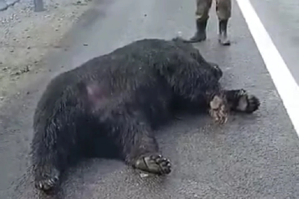 Сбили и вырвали коготь: на объездной дороге Хабаровска погиб бурый медведь. Фото: скриншот с видео.