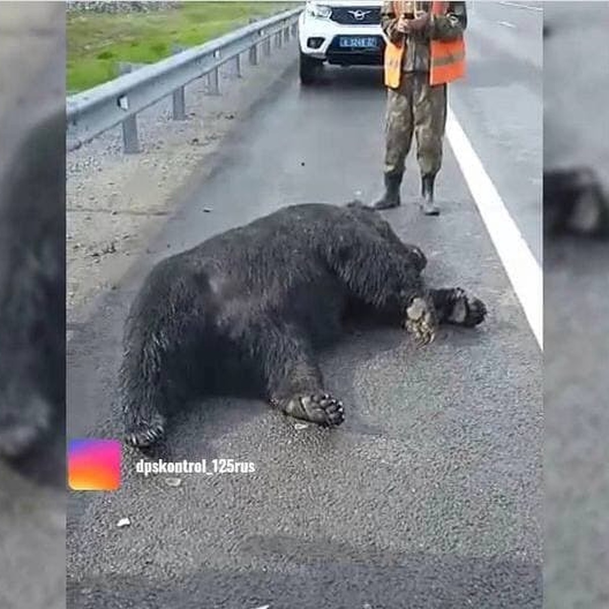 Сбил медведя и отрезал ему палец на память». На трассе  Владивосток-Хабаровск произошла авария с животным - KP.RU