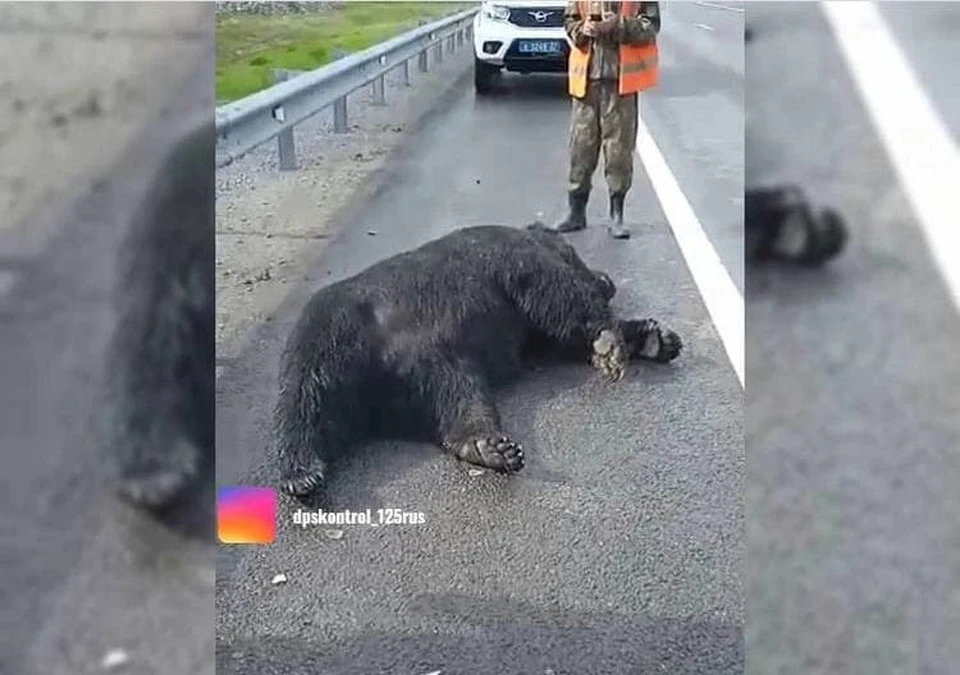 От полученных травм животное скончалось.