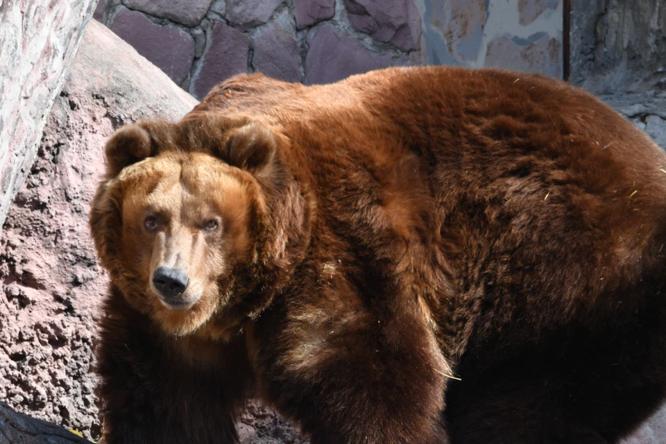Так зарычал, что все бросились наутек: голодный медведь испугал могильщиков на кладбище в Усть-Куте