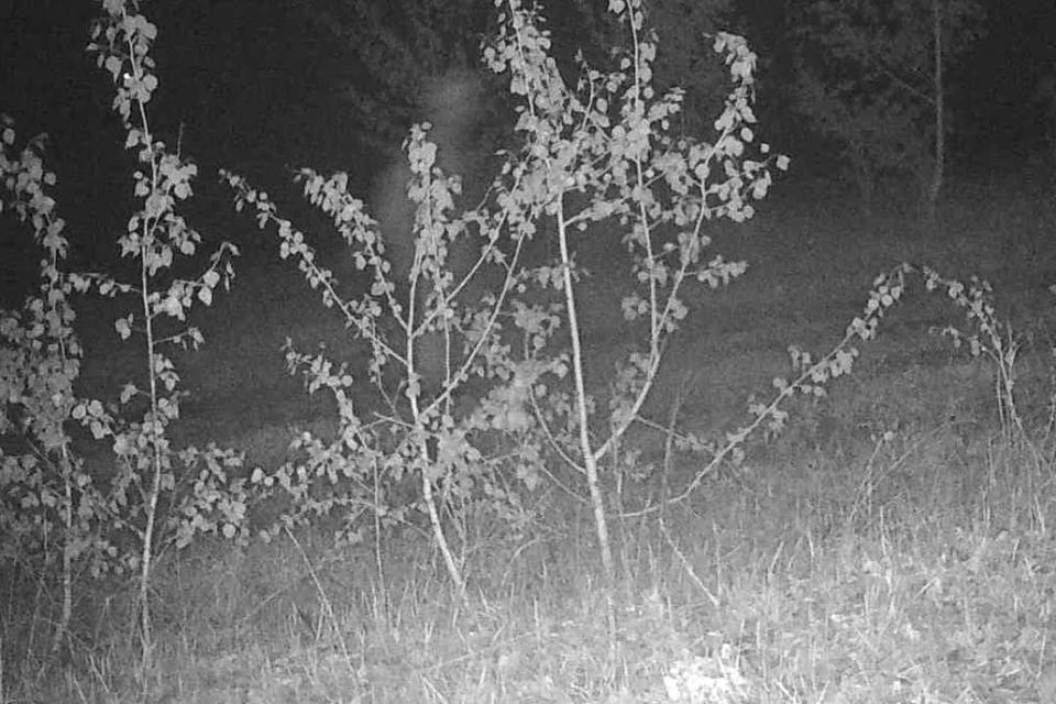 «Призрак» попал в фото-ловушку в Бичурском лесничестве в Бурятии. Фото: Бичурское лесничество Бурятии