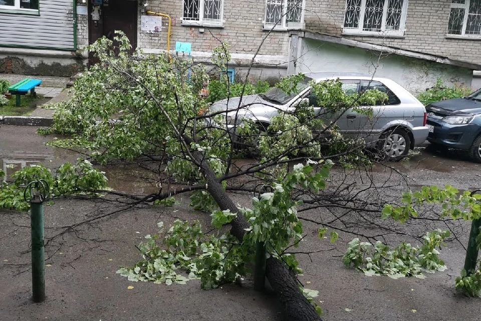 Ураган повалил деревья на машины. Фото: Андрей Борисов