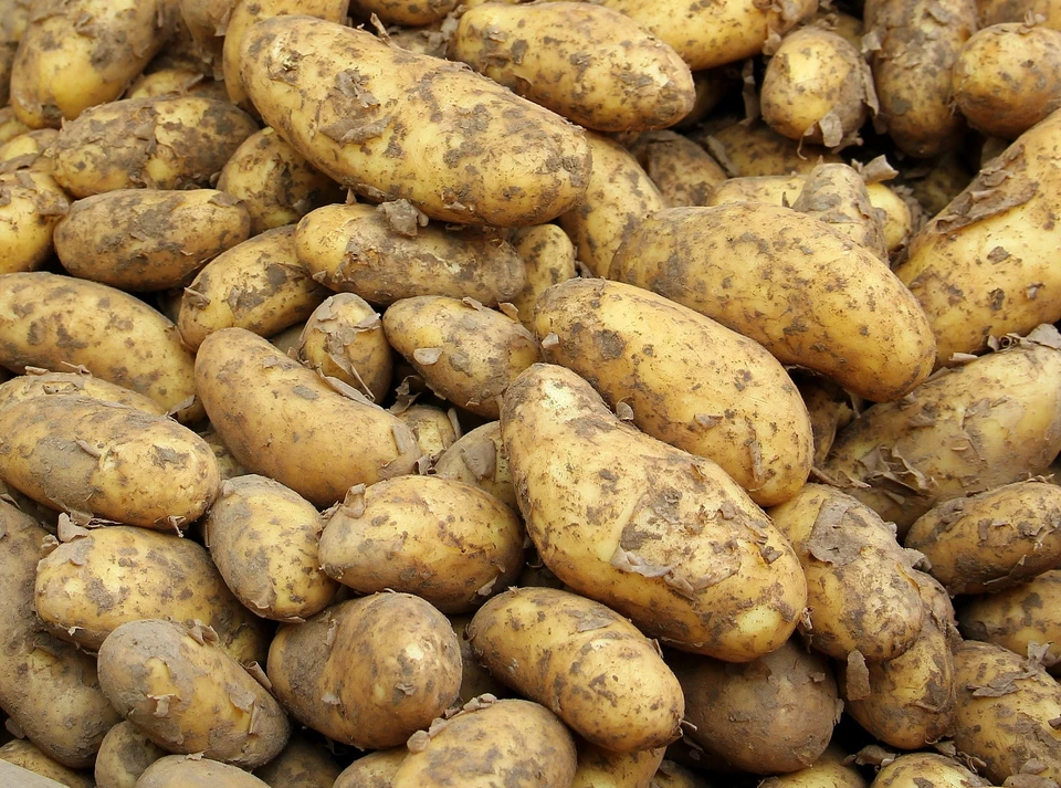 В СКО за 1 кг картофеля просят до 500 тенге