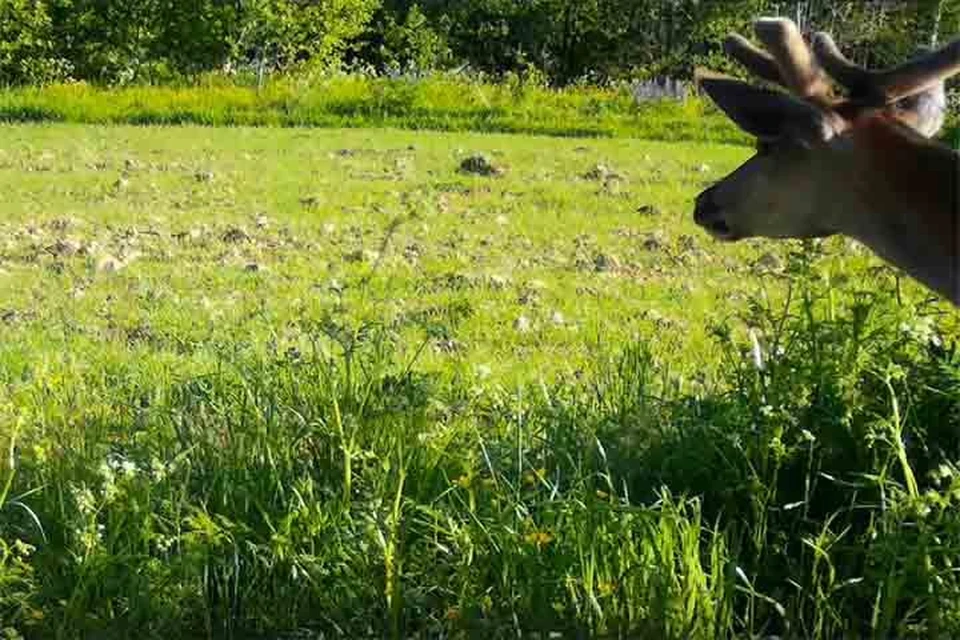 Детеныш оленя попал в фотоловушку в Смоленском Поозерье. Фото: Сергей Прокофьев.