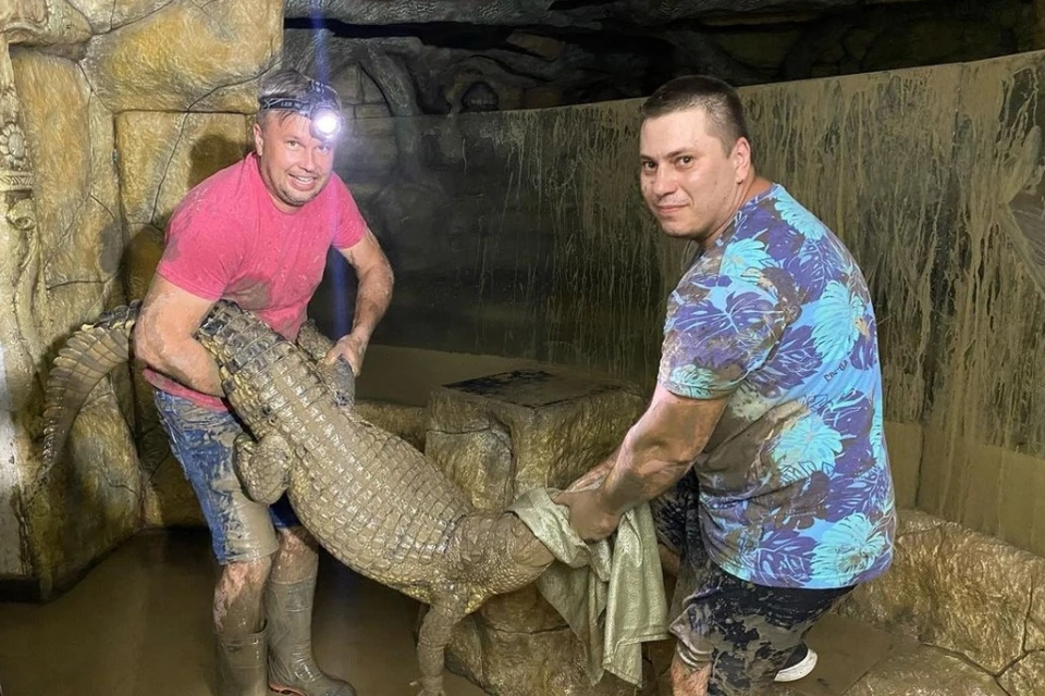 Директор крокодиляриума вместе с помощником вылавливал хищников из воды. Фото: Виктор Жиленко/Instagram