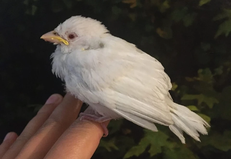 В Кемерове нашли воробья с мутацией. Фото: ВКонтакте/birds42.