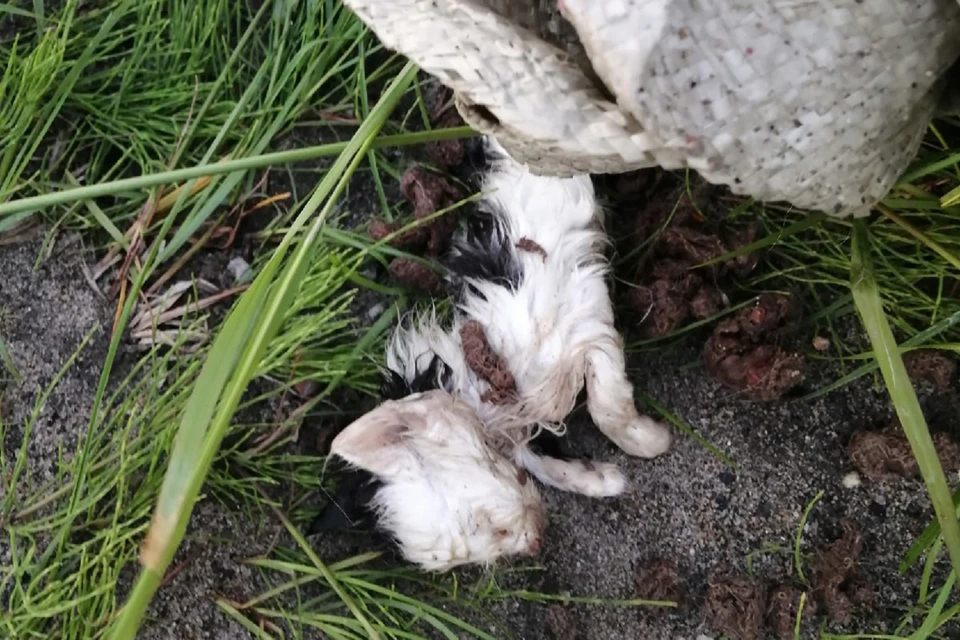 Кошек нашли в лесополосе дороги на Кильдинстрой. Фото: vk.com/murmandogs