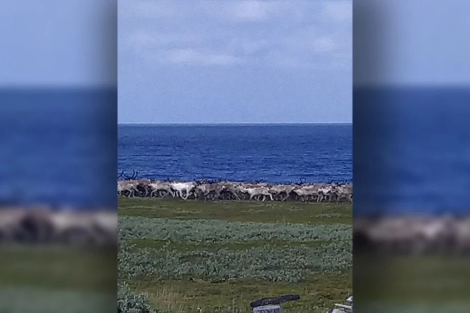 Кто-то посчитал, что ветер на побережье спасает их от гнуса, а кто-то уверен, что это не дикие олени. Фото: Лидия Михеенко-Пряникова / vk.com/id478559151