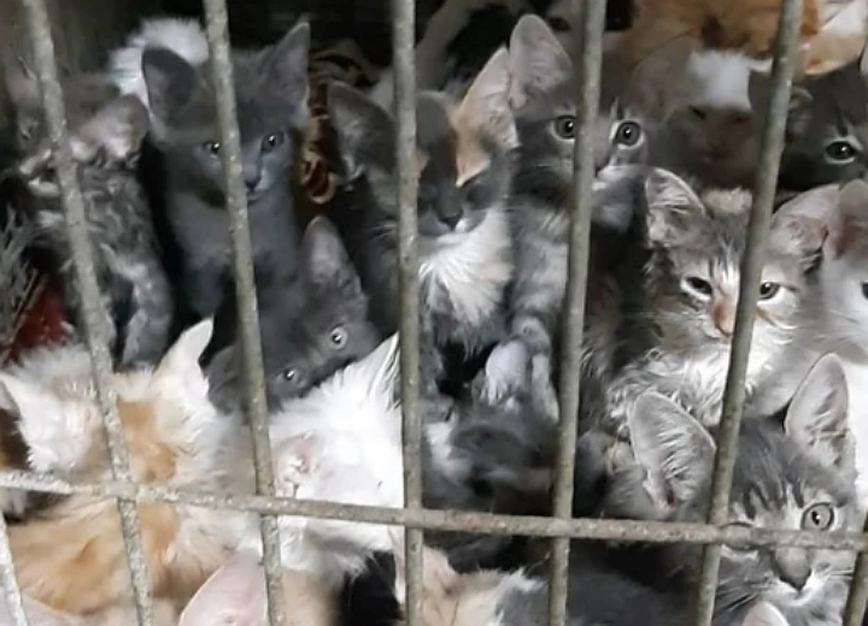 Несколько десятков котят нашли в квартире живыми. Фото: официальный аккаунт приюта для безнадзорных животных "Святобор" в инстаграме