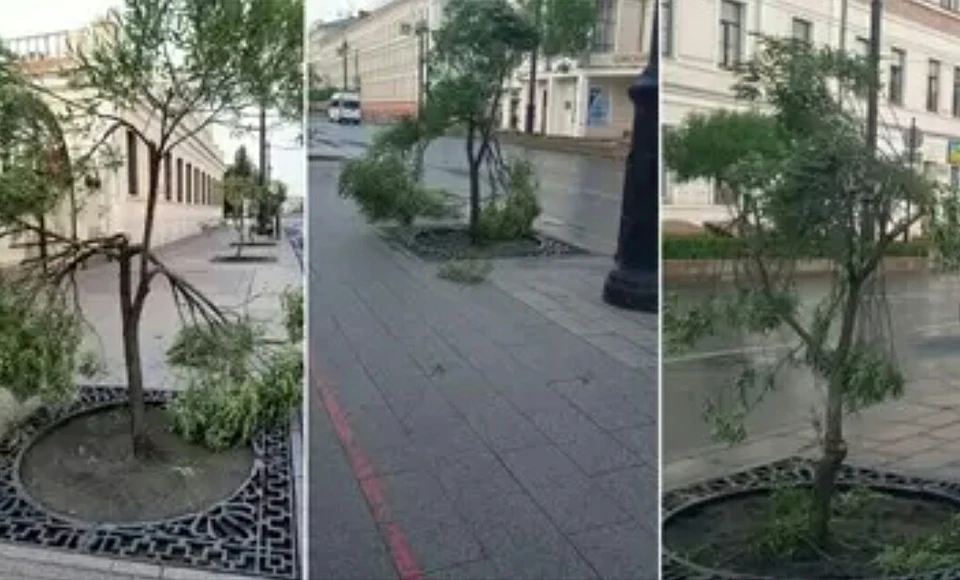 Теперь деревья будут долго восстанавливаться, а одно из них спасти не удалось. Фото: мэрия Омска