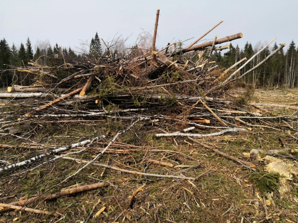 Мужчина напилил леса на 10 миллионов рублей Фото: УМВД России по Тверской области