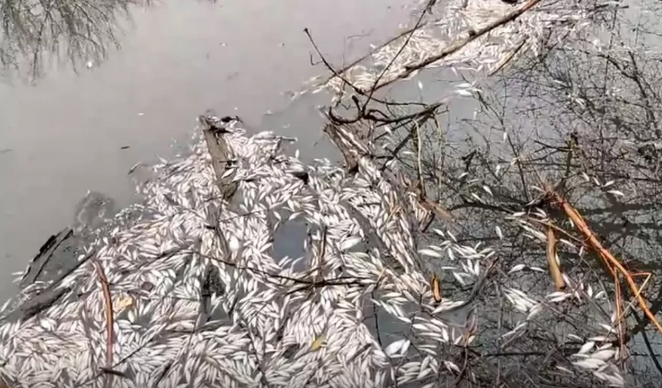Массовую гибель в Арчеде зимой обнаружили местные жители. Кадр с видео сообщества "Волгоград".