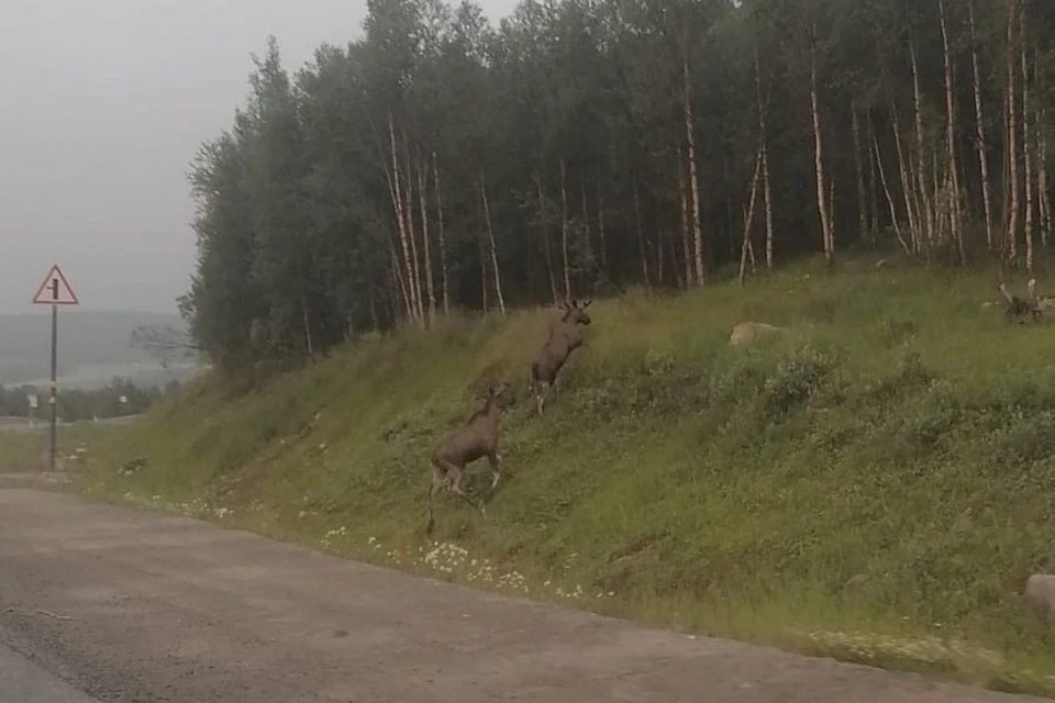 Лоси частенько любят выбегать на трассы в Мурманской области.