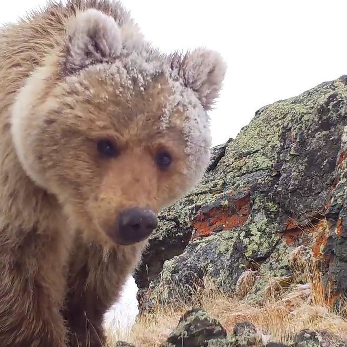 Косолапый проказник: на Алтае сняли на видео медведя, ломающего фотоловушку  - KP.RU