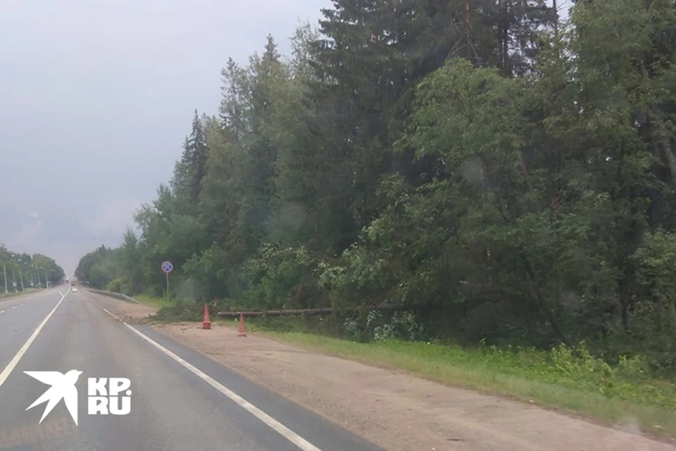 Вдоль трассы М-10 ветром повалило деревья Фото: Евгений Трофимов