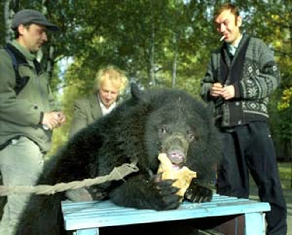 Хозяин (на заднем плане) пьет пиво, а медведь закусывает булкой.