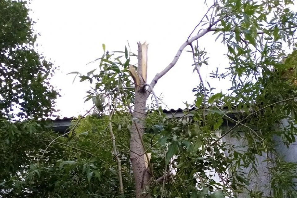 Фото: паблик «Лабытнанги Info». Те самые деревья по ул. Школьная.