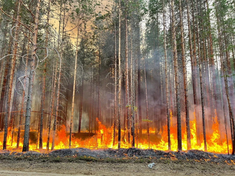 В Карелии горят леса, огонь подбирается к поселкам. Фото: vk.com/id419407976