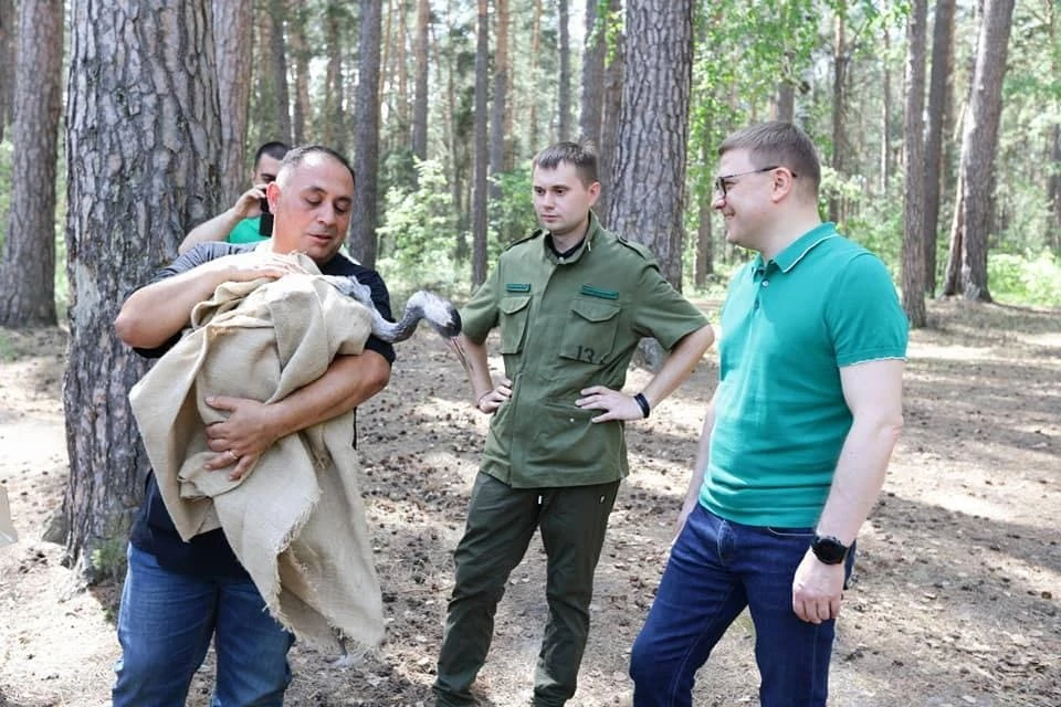 Виталий Безруков и Алексей Текслер вместе выпускали на волю птиц, ранее пострадавших от рук человека. Фото: пресс-служба минэкологии Челябинской области