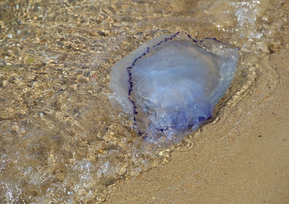 Азовское море заполонили ушастые медузы и медузы-корнероты.