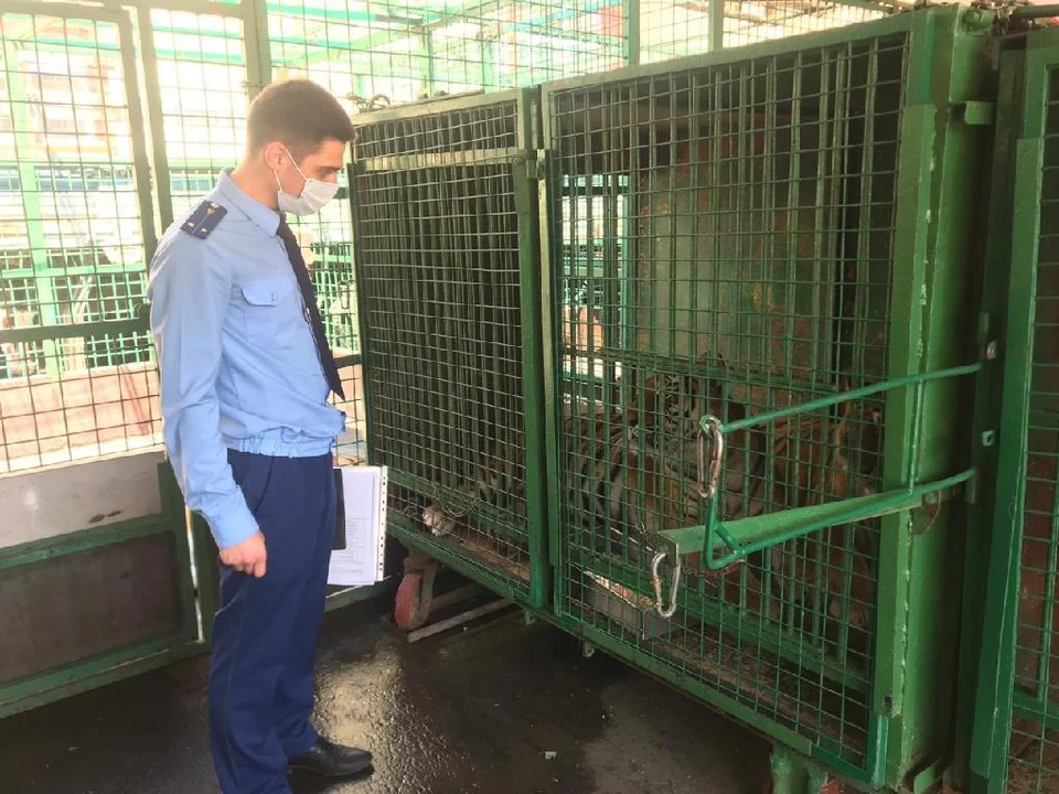 Прокуратура нагрянула в Рязанский цирк с проверкой.