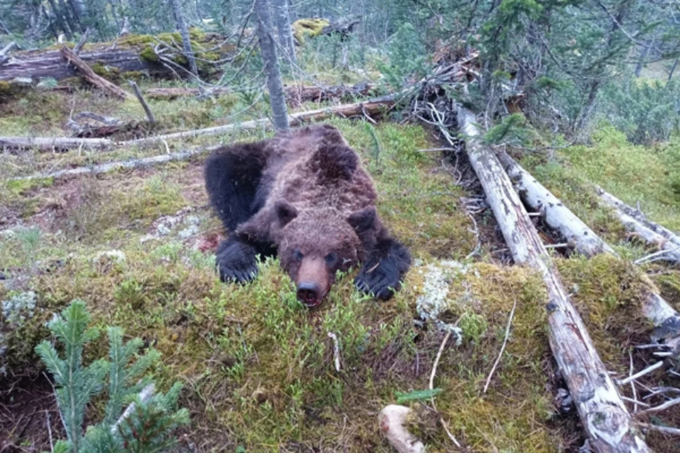 Медведь, напавший на группу туристов в прошлый раз Фото: Национальный парк Ергаки