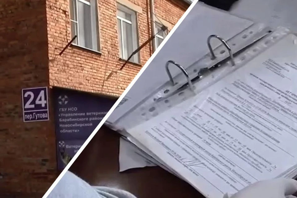 Ветврач из Барабинского района пойдет под суд за подделку рабочих документов. Фото: Кадр из видео