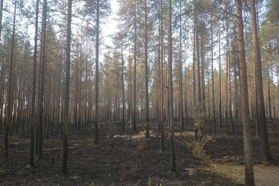 Дикие звери, спасаясь из горящего леса, вышли за пропитанием к людям.