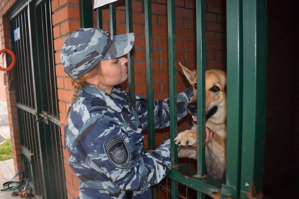 Служебная собака Раза выследила преступника и получила килограмм сосисок. Фото: ГУ МВД по НСО